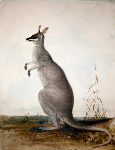 Macropus parryi, 1834 von Edward Lear